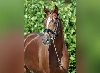 Hanoverian, Gelding, 4 years, 16,2 hh, Chestnut