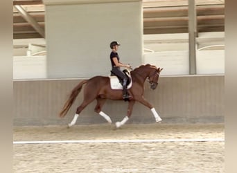 Hanoverian, Gelding, 4 years, 16,2 hh, Chestnut