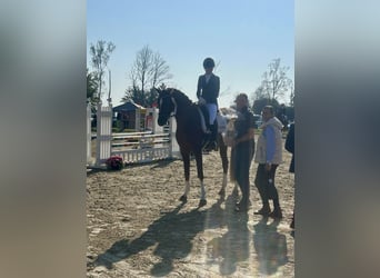 Hanoverian, Gelding, 4 years, 16,2 hh, Chestnut