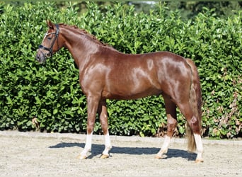 Hanoverian, Gelding, 4 years, 16,2 hh, Chestnut