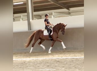 Hanoverian, Gelding, 4 years, 16,2 hh, Chestnut