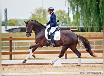 Hanoverian, Gelding, 4 years, 16.2 hh, Chestnut