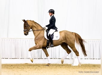 Hanoverian, Gelding, 4 years, 16,2 hh, Chestnut