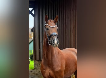 Hanoverian, Gelding, 4 years, 16,2 hh, Chestnut