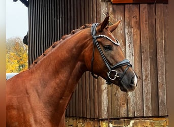 Hanoverian, Gelding, 4 years, 16,2 hh, Chestnut