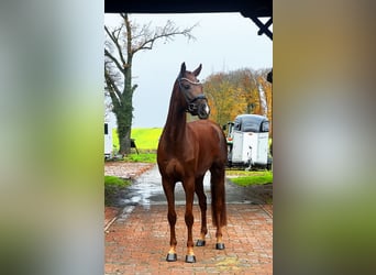 Hanoverian, Gelding, 4 years, 16,2 hh, Chestnut