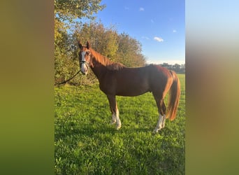 Hanoverian, Gelding, 4 years, 16,2 hh, Chestnut-Red