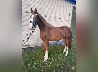 Hanoverian, Gelding, 4 years, 16,2 hh, Chestnut-Red