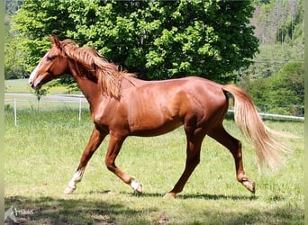 Hanoverian, Gelding, 4 years, 16,2 hh, Chestnut-Red