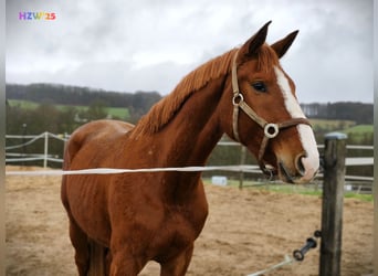 Hanoverian, Gelding, 4 years, 16,2 hh, Chestnut-Red