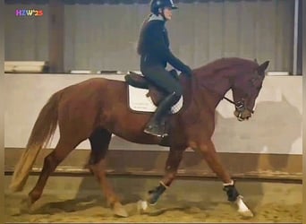 Hanoverian, Gelding, 4 years, 16,2 hh, Chestnut-Red