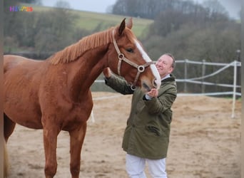 Hanoverian, Gelding, 4 years, 16,2 hh, Chestnut-Red