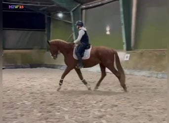 Hanoverian, Gelding, 4 years, 16,2 hh, Chestnut-Red