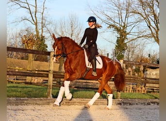 Hanoverian, Gelding, 4 years, 16,2 hh, Chestnut-Red