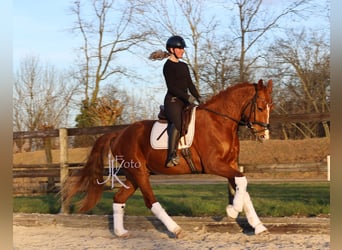 Hanoverian, Gelding, 4 years, 16,2 hh, Chestnut-Red