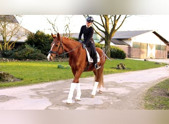 Hanoverian, Gelding, 4 years, 16,2 hh, Chestnut-Red