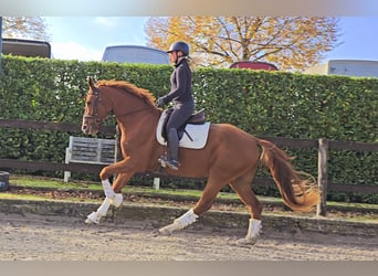 Hanoverian, Gelding, 4 years, 16,2 hh, Chestnut-Red