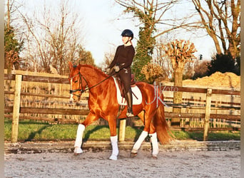 Hanoverian, Gelding, 4 years, 16,2 hh, Chestnut-Red