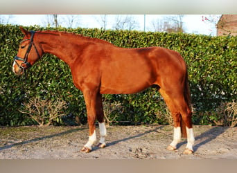 Hanoverian, Gelding, 4 years, 16,2 hh, Chestnut-Red