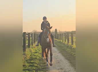 Hanoverian, Gelding, 4 years, 16,2 hh, Chestnut-Red