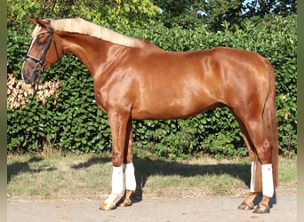 Hanoverian, Gelding, 4 years, 16.2 hh, Chestnut-Red