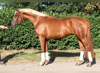 Hanoverian, Gelding, 4 years, 16.2 hh, Chestnut-Red