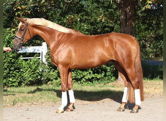 Hanoverian, Gelding, 4 years, 16.2 hh, Chestnut-Red