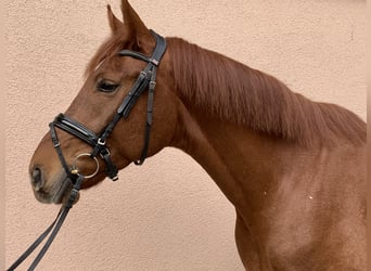 Hannoveraner, Wallach, 4 Jahre, 16,2 hh, Fuchs