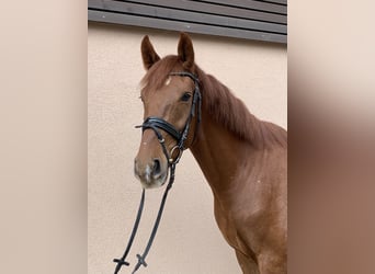 Hannoveraner, Wallach, 4 Jahre, 16,2 hh, Fuchs