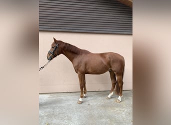 Hannoveraner, Wallach, 4 Jahre, 16,2 hh, Fuchs