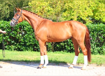 Hanoverian, Gelding, 4 years, 16,2 hh, Chestnut-Red