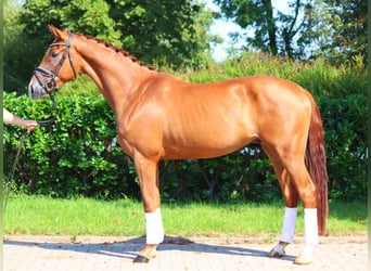 Hanoverian, Gelding, 4 years, 16,2 hh, Chestnut-Red