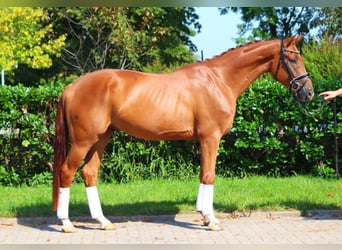 Hanoverian, Gelding, 4 years, 16,2 hh, Chestnut-Red