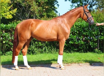 Hanoverian, Gelding, 4 years, 16,2 hh, Chestnut-Red