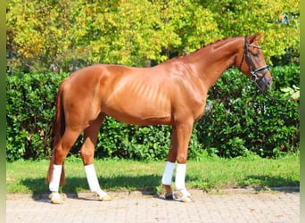 Hanoverian, Gelding, 4 years, 16,2 hh, Chestnut-Red