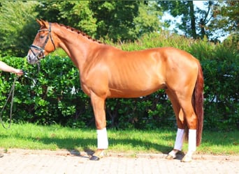 Hanoverian, Gelding, 4 years, 16,2 hh, Chestnut-Red