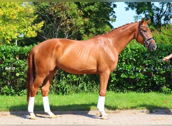 Hanoverian, Gelding, 4 years, 16,2 hh, Chestnut-Red