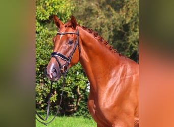 Hanoverian, Gelding, 4 years, 16,2 hh, Chestnut-Red