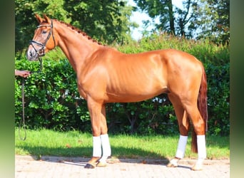 Hanoverian, Gelding, 4 years, 16,2 hh, Chestnut-Red