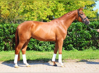 Hanoverian, Gelding, 4 years, 16,2 hh, Chestnut-Red