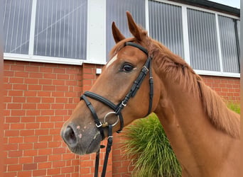 Hanoverian, Gelding, 4 years, 16.2 hh, Chestnut-Red