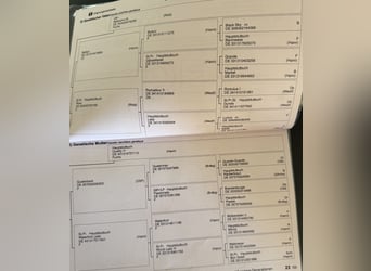 Hanoverian, Gelding, 4 years, 16.2 hh, Chestnut-Red