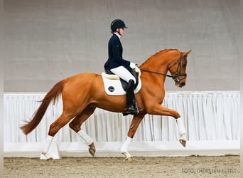 Hanoverian, Gelding, 4 years, 16.2 hh, Chestnut-Red