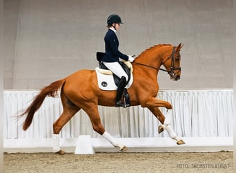 Hanoverian, Gelding, 4 years, 16.2 hh, Chestnut-Red