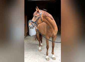 Hanoverian, Gelding, 4 years, 16.2 hh, Chestnut-Red