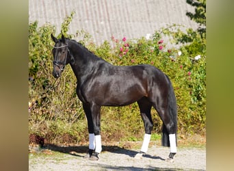 Hanoverian, Gelding, 4 years, 16.2 hh