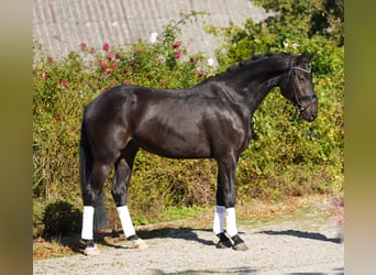 Hanoverian, Gelding, 4 years, 16.2 hh