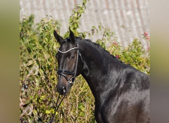 Hanoverian, Gelding, 4 years, 16.2 hh