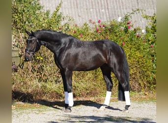 Hanoverian, Gelding, 4 years, 16.2 hh