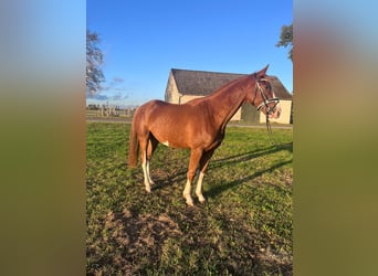 Hanoverian, Gelding, 4 years, 16,2 hh